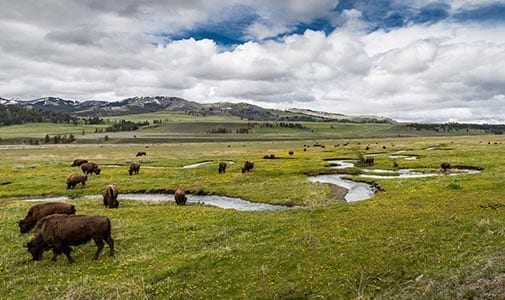 Bison grazing in the wild grasslands of Lamar Valley, Yellowstone National Park