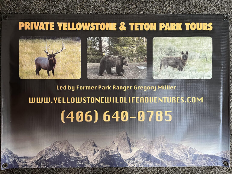 yellowstone wildlife 768x576