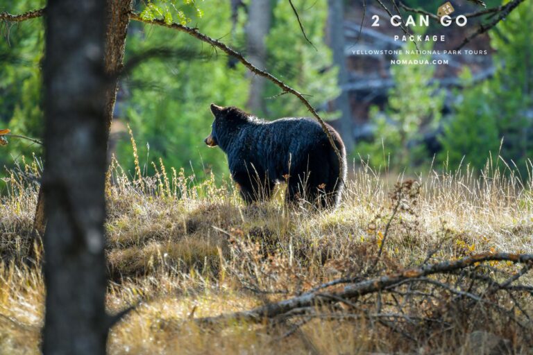 Nomad Unlimited Adventures Corp. 2 768x512