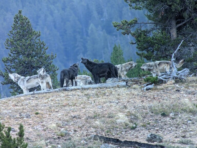 PXL 20210911 130312214 768x576