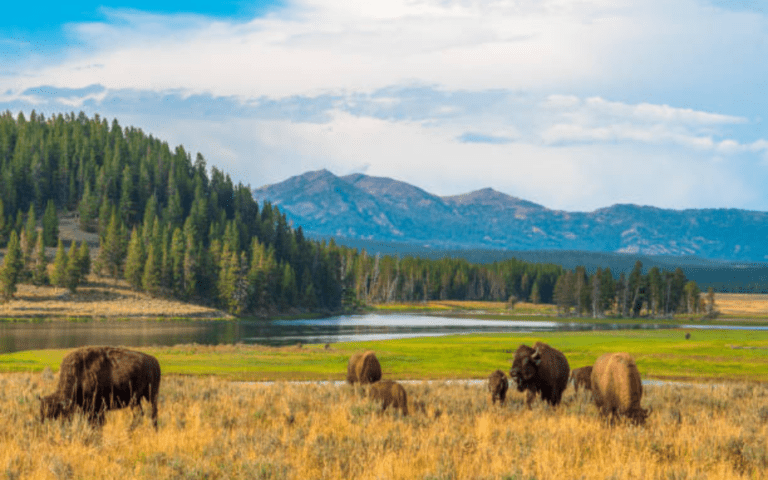 yellowstone 768x480