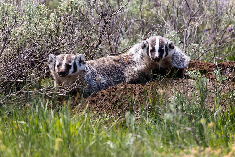 Two Badgers in grass and sagebrush from Yellowstone National Park