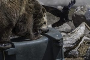 Bear Resistant Trash Container Testing