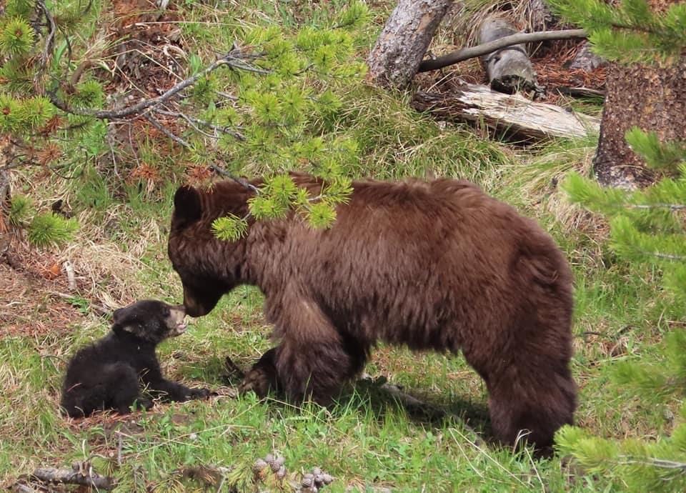 Mother Black Bear with black bear cub in a forest